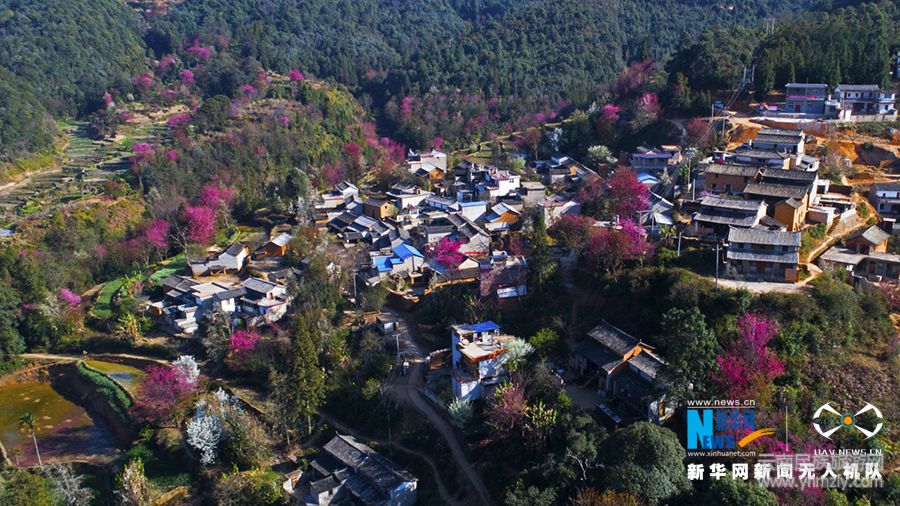 航拍:哈尼山寨樱花盛开 与梯田相映成趣-图说天下-云南民族旅游网