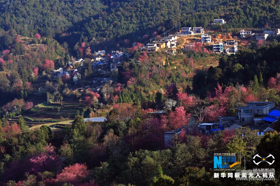 航拍:哈尼山寨樱花盛开 与梯田相映成趣-图说天下-云南民族旅游网